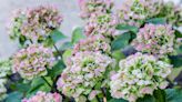 When to take hydrangea cuttings – the perfect time to multiply your plants without spending a thing