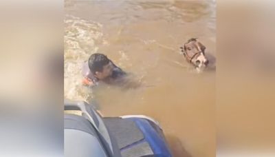 WATCH: Deputy Mayor On Jet Ski Rescues Drowning Horse From Floodwaters | iHeart