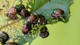 New Japanese beetle trap ‘eco-friendly’
