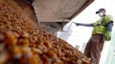 Futuros de la soja EEUU caen; el maíz y el trigo suben con la atención puesta en la economía