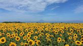 5 Best Sunflower Fields Near Tokyo: Spectacular Scenic Views in Tokyo, Kanagawa, and Chiba (2023 Edition)