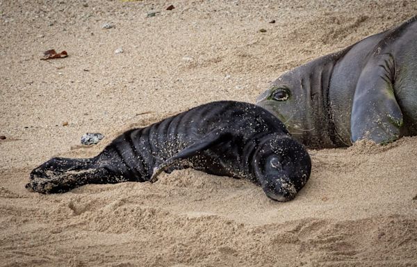 Newest addition to Oahu’s monk seal family has been named!