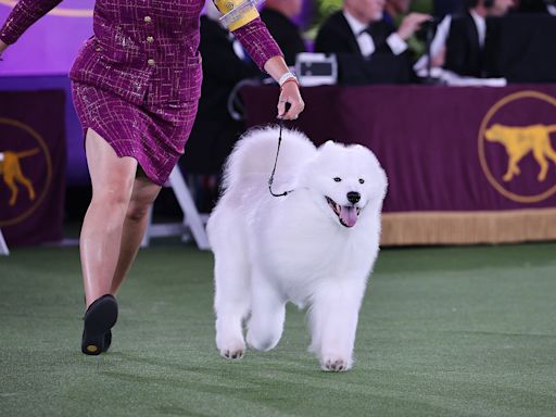 "Are those dogs happy?": "Dogland" author tracks the answer from couch naps to kennel clubs