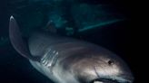 A Megamouth Shark’s Surprise Appearance Off Tanzania’s Coastline