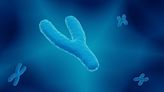 Qué revela sobre la genética de los hombres la primera secuencia completa del “extraño” cromosoma Y