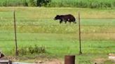 See a black bear in Missouri? Missouri Dept of Conservation ask you report it on the web