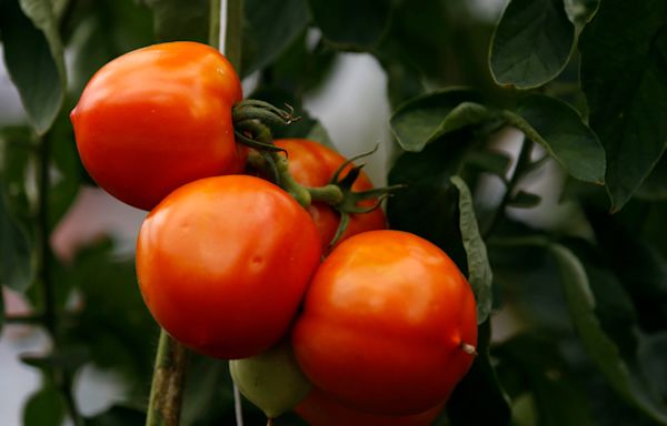 Ask the Master Gardener: How to deal with blossom end rot in tomatoes, peppers, squash