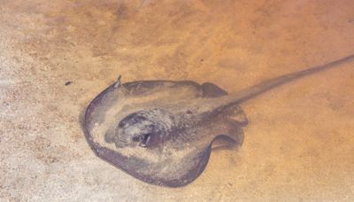 How common are stingray stings on the California coast?