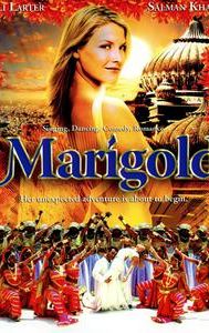 Marigold