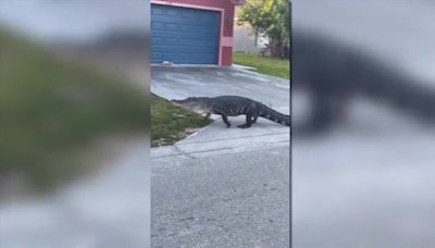 ‘That thing was huge’: Massive gator stuns, frightens residents of neighborhood near Fort Myers - WSVN 7News | Miami News, Weather, Sports | Fort Lauderdale