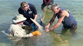 Sawfish rescued in Florida as biologists try to determine why the ancient fish are dying