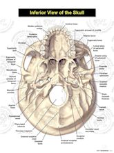 Back Of Skull Anatomy : Lecture 5--Axial Skeletal System at University ...