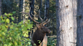 How to apply for the 2024 Wisconsin elk hunt, and more in the latest Manitowoc outdoors report