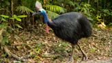 The Cassowary Is the World's Most Dangerous Bird