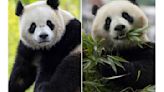 2 new giant pandas are returning to Washington's National Zoo from China by the end of the year