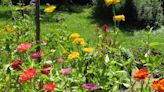 UConn expert: Do it yourself and grow flowers for cutting