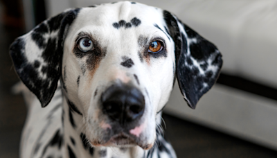 Dalmatian Gives Her Mom the Craziest Side-Eye After She Let a Man in to See Their Apartment