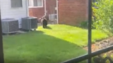 Neighbors ‘bear’ witness to young black bear in Arlington neighborhood