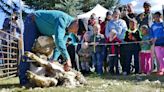 Sheep-shearing workshop aims at teaching new generations