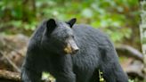 66-year-old man hunted and killed by a 'predatory' black bear as he drank morning coffee at his cabin in Arizona woods