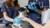 Cuánto gana un veterinario en Italia, ¿alcanza el sueldo para vivir bien?