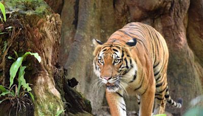 Crucial to ensure Malayan Tiger continues to roar in the wild