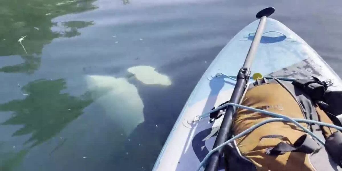 ‘I freaked out’: Paddleboarder recounts startling encounter with orca pod