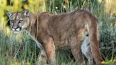 Colorado Pet Owner Fires Handgun to Rescue Dog From Mountain Lion Attack