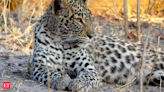 India's largest leopard safari opens near Bengaluru. Check Bannerghatta Biological Park timings, ticket prices and how to book online