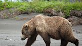 Hungry bears are out looking for food in Lake Tahoe area. How to keep them away