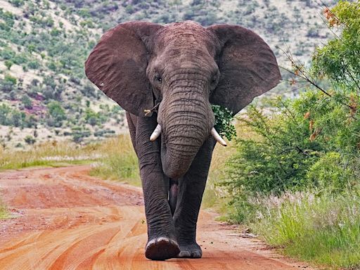 Elephants kill tourist in South Africa after he tried to get close to take pictures