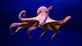 Video of Woman Getting a ‘Hug’ From a Friendly Wild Octopus Goes Viral