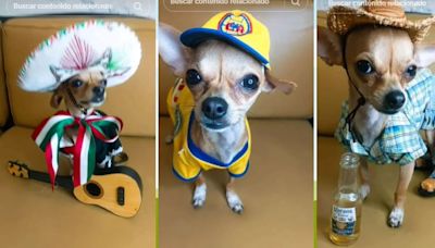 Perro Chihuahua se viraliza al emular a la infleuncer Doris Jocelyn con su Trend Mexa
