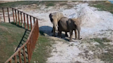 Elephants separated by fence at Tennessee sanctuary meet for 1st time. See sweet video