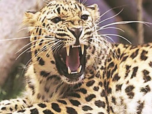 Human-leopard conflict | 7th death: Woman killed in leopard attack in Junnar forest