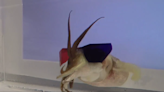 Cuttlefish Rock 3D Glasses and Snack on Shrimp for a Fun Experiment