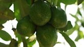 ¿Cuáles son los cinco beneficios del aguacate?