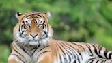 This Zoo Miami critically endangered tiger has been euthanized. Here’s why