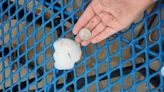 Storm reports and photos: Tornadoes and large hail hit parts of Kansas