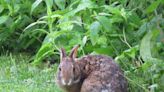 Rare rabbit could be at risk in NC, and scientists are rushing to collect its poop