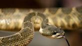 East Bay officials warn of rattlesnakes as warm weather returns