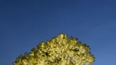 Western Reserve Academy, city of Hudson to illuminate 60-foot oak tree to mark milestones