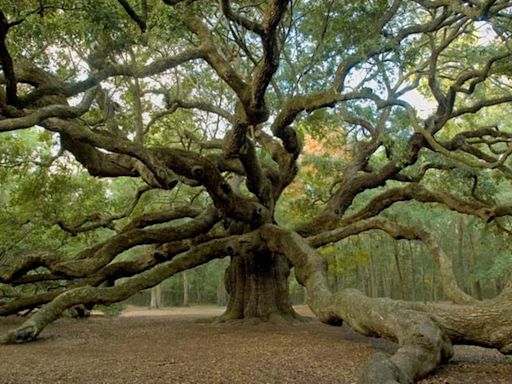 Here are 12 of the best SC Lowcountry summertime experiences to try before the season ends