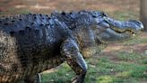 Florida Wildlife Authorities Capture Massive Alligator on Tarmac in Wild Video