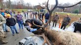 Elk hunters find trophy racks in northcentral Pennsylvania