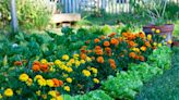 How to Plant and Care for Marigolds, Splashy Bedding Plants That You Can Grow in Almost Every Hardiness Zone