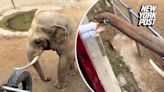 Elephant returns child’s dropped shoe from inside enclosure