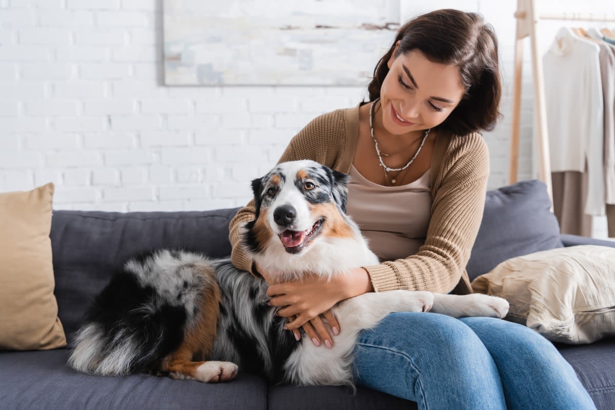 Australian Shepherd Breaks Down What It’s Really Like When a Dog ‘Gets a Human'