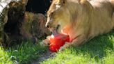 Helados gigantes y lluvia artificial: las medidas de Bioparc València para que los animales soporten las altas temperaturas