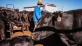 澳洲官員：中國解除對多數澳牛肉出口商的禁令